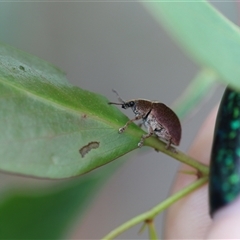 Gonipterus suturalis (Eucalypt weevil) at Palerang, NSW - 7 Jan 2025 by Csteele4