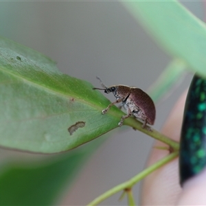 Gonipterus suturalis at Palerang, NSW - 7 Jan 2025