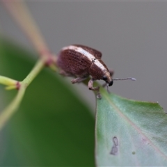 Gonipterus suturalis at Palerang, NSW - 7 Jan 2025