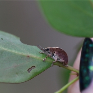 Gonipterus suturalis at Palerang, NSW - 7 Jan 2025