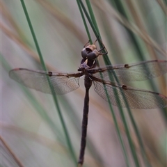 Telephlebia brevicauda (Southern Evening Darner) at Palerang, NSW - 7 Jan 2025 by Csteele4