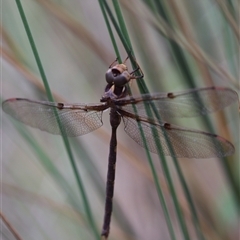 Telephlebia brevicauda at Palerang, NSW - 7 Jan 2025