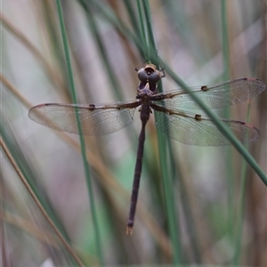 Telephlebia brevicauda at Palerang, NSW - 7 Jan 2025