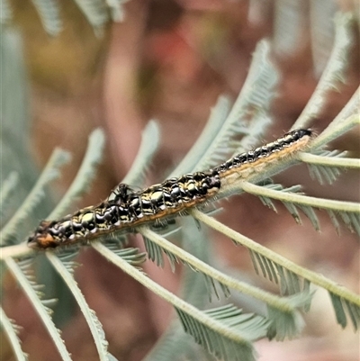 Pseudalmenus chlorinda (Silky Hairstreak) at Palerang, NSW by Csteele4