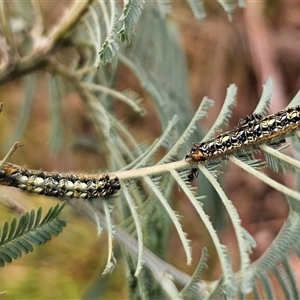 Pseudalmenus chlorinda at suppressed - 7 Jan 2025