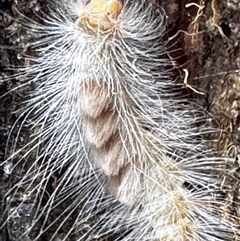 Orgyia anartoides (Painted Apple Moth) at Benandarah, NSW - 6 Jan 2025 by NAL23