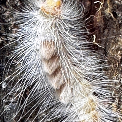 Orgyia anartoides (Painted Apple Moth) at Benandarah, NSW - 6 Jan 2025 by NAL23