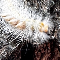 Orgyia anartoides at Benandarah, NSW - 6 Jan 2025