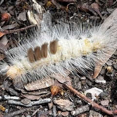 Orgyia anartoides at Benandarah, NSW - 6 Jan 2025