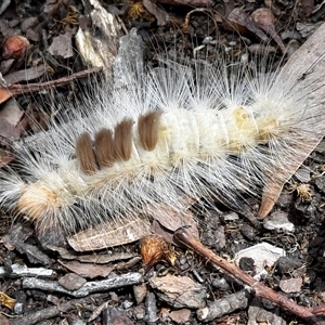 Orgyia anartoides at Benandarah, NSW - 6 Jan 2025 12:04 PM