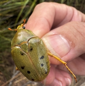 Schizorhina atropunctata at Benandarah, NSW - 6 Jan 2025