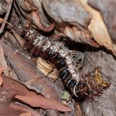 Chelepteryx collesi (White-stemmed Gum Moth) at Higgins, ACT - 6 Jan 2025 by AlisonMilton