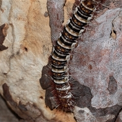 Chelepteryx collesi at Higgins, ACT - 6 Jan 2025