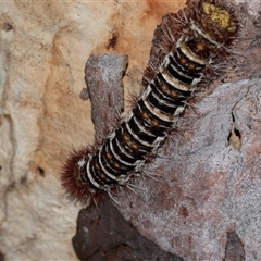 Chelepteryx collesi at Higgins, ACT - 6 Jan 2025