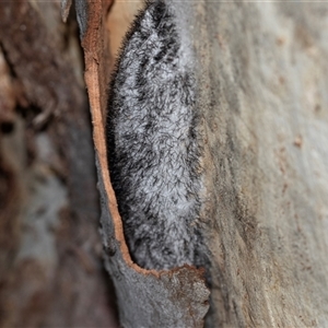 Chelepteryx collesi at Higgins, ACT - 6 Jan 2025