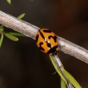 Coccinella transversalis at Acton, ACT - 11 Dec 2024