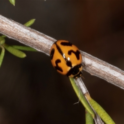 Coccinella transversalis (Transverse Ladybird) at Acton, ACT - 11 Dec 2024 by AlisonMilton