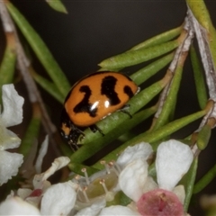 Coccinella transversalis at Acton, ACT - 11 Dec 2024