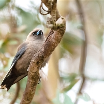 Artamus cyanopterus (Dusky Woodswallow) at Belconnen, ACT - 7 Jan 2025 by Untidy