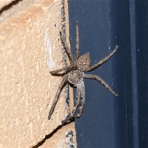 Neosparassus calligaster (Beautiful Badge Huntsman) at Higgins, ACT by AlisonMilton