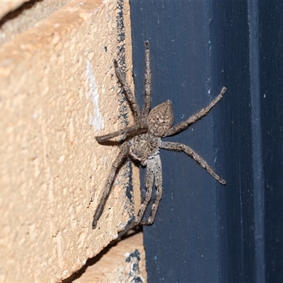 Neosparassus calligaster (Beautiful Badge Huntsman) at Higgins, ACT - 5 Jan 2025 by AlisonMilton