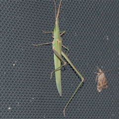 Acrida conica (Giant green slantface) at Higgins, ACT - 5 Jan 2025 by AlisonMilton