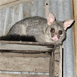 Trichosurus vulpecula at Braidwood, NSW - 7 Jan 2025