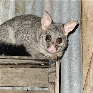 Trichosurus vulpecula at Braidwood, NSW - 7 Jan 2025