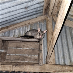 Trichosurus vulpecula at Braidwood, NSW - 7 Jan 2025 08:30 PM