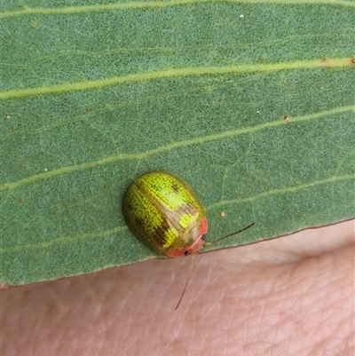 Paropsis (paropsine) genus-group at Palerang, NSW - 7 Jan 2025 by clarehoneydove