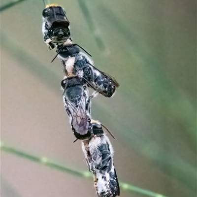 Megachile lucidiventris (Resin bee, Megachilid bee) at Belconnen, ACT - 7 Jan 2025 by Untidy