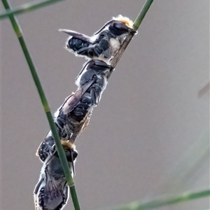 Megachile sp. (several subgenera) at Belconnen, ACT - 7 Jan 2025