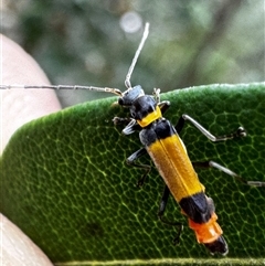 Chauliognathus imperialis (Imperial Soldier Beetle) at South Durras, NSW - 7 Jan 2025 by ajlandford