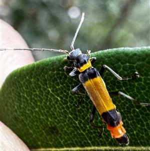 Cantharidae sp. (family) at South Durras, NSW by ajlandford