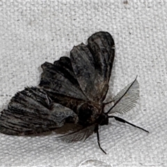 Pholodes sinistraria (Sinister or Frilled Bark Moth) at South Durras, NSW - 6 Jan 2025 by ajlandford