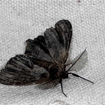 Pholodes sinistraria (Sinister or Frilled Bark Moth) at South Durras, NSW - 6 Jan 2025 by ajlandford