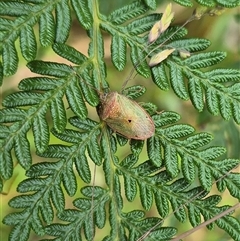 Amphaces sp. (genus) (Shield bug) at Palerang, NSW - 7 Jan 2025 by clarehoneydove