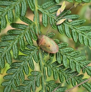 Amphaces sp. (genus) (Shield bug) at Palerang, NSW by clarehoneydove