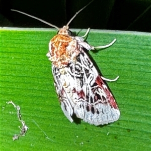 Spodoptera picta (Lily Caterpillar) at South Durras, NSW by ajlandford