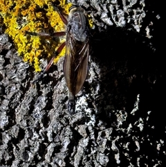 Unidentified Robber fly (Asilidae) at South Durras, NSW - 5 Jan 2025 by ajlandford