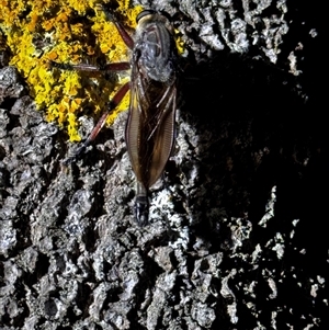 Unidentified Robber fly (Asilidae) at South Durras, NSW by ajlandford