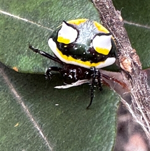 Poecilopachys australasia (Two-spined spider) at South Durras, NSW by ajlandford