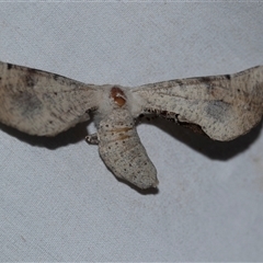 Circopetes obtusata (Grey Twisted Moth) at Higgins, ACT - 7 Jan 2025 by AlisonMilton