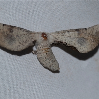 Circopetes obtusata (Grey Twisted Moth) at Higgins, ACT - 6 Jan 2025 by AlisonMilton