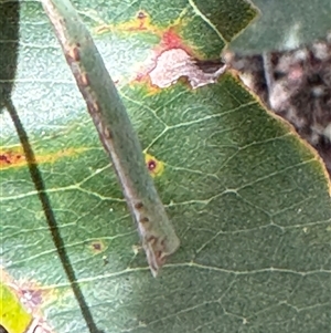 Hylaeora eucalypti at Benandarah, NSW - 6 Jan 2025 12:11 PM