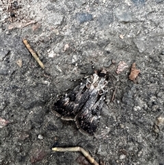 Agrotis munda (Brown Cutworm) at South Durras, NSW - 7 Jan 2025 by ajlandford