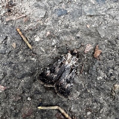 Agrotis munda (Brown Cutworm) at South Durras, NSW - 7 Jan 2025 by ajlandford