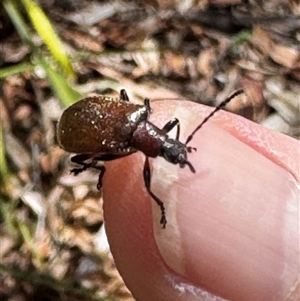 Euops sp. (genus) (A leaf-rolling weevil) at Benandarah, NSW by ajlandford