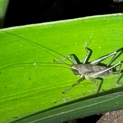 Unidentified Grasshopper, Cricket or Katydid (Orthoptera) at South Durras, NSW - 5 Jan 2025 by ajlandford