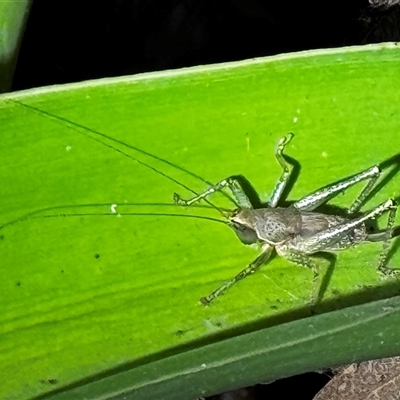 Unidentified Grasshopper, Cricket or Katydid (Orthoptera) at South Durras, NSW - 5 Jan 2025 by ajlandford